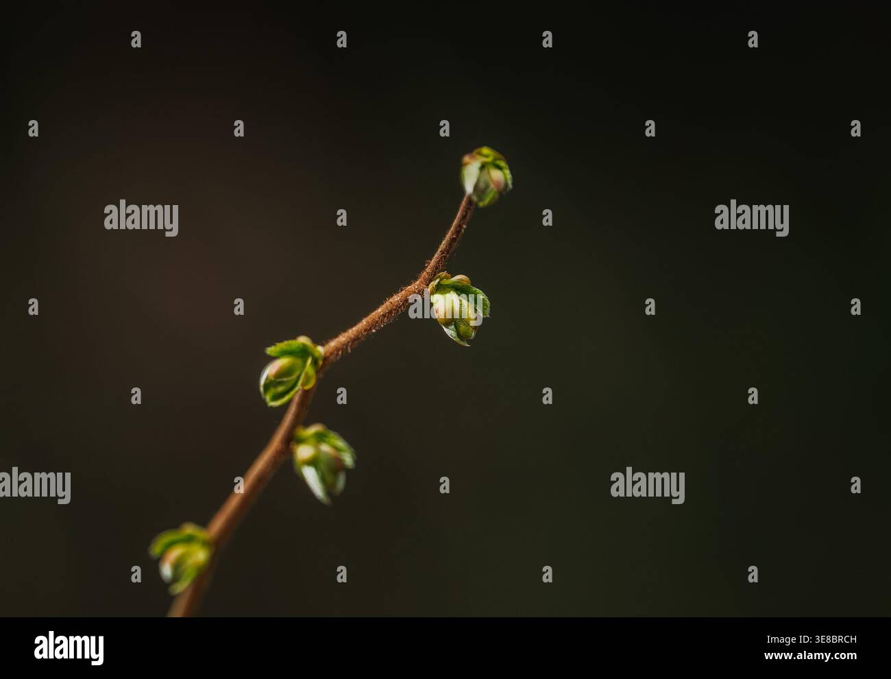 Sfondo foglie verdi fresche. Sfondo primaverile Foto Stock