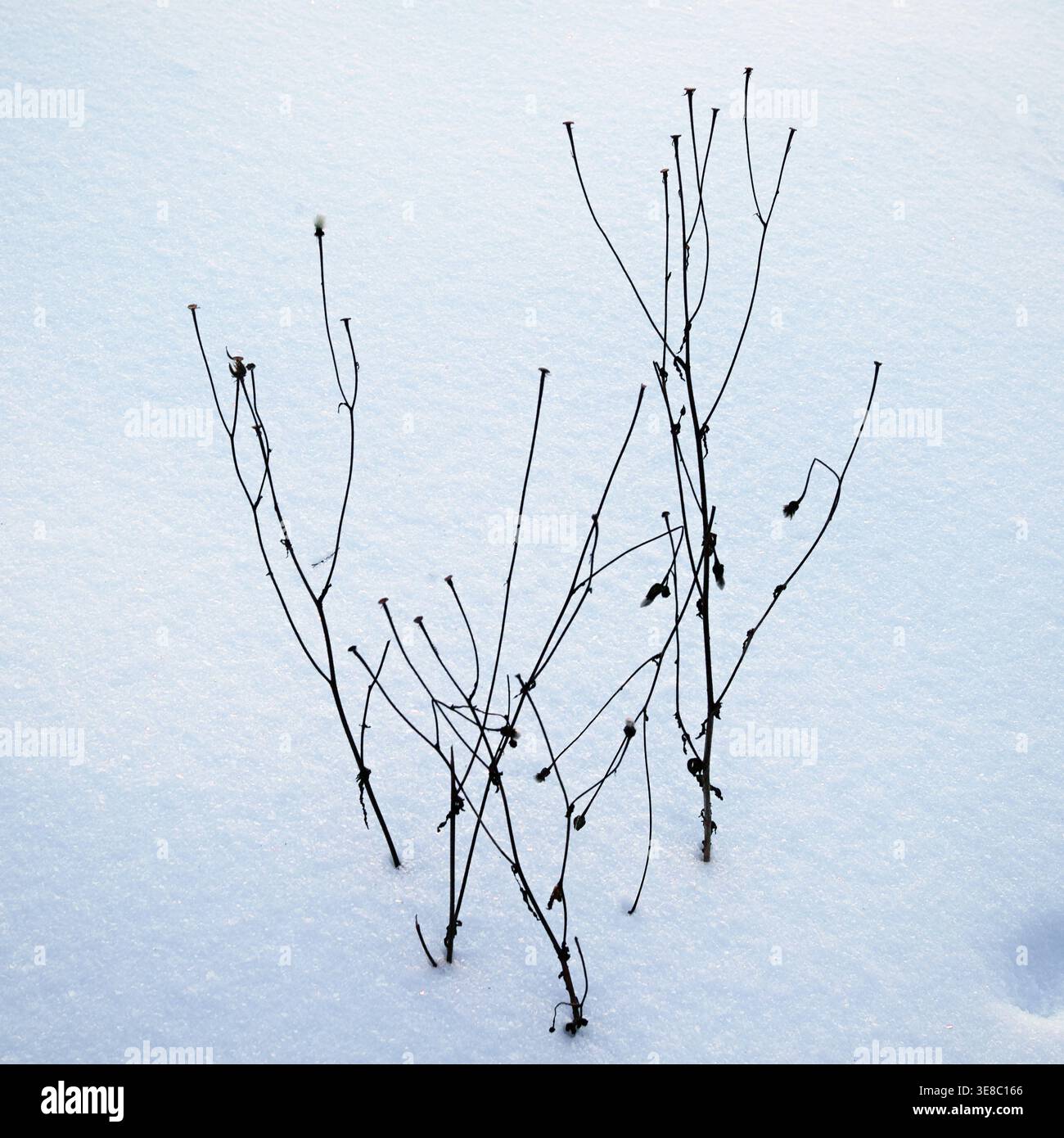 Steli di piante secche su fondo bianco di neve Foto Stock