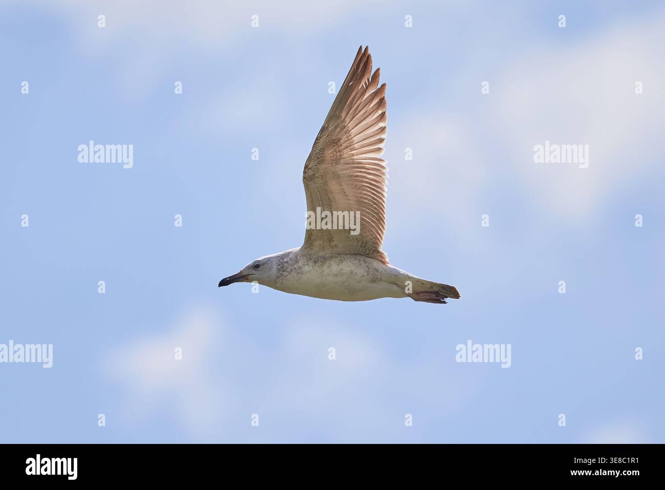 Gabbiano di aringa europeo in volo (Larus argentatus) Foto Stock