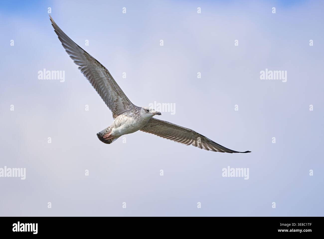 Gabbiano di aringa europeo in volo (Larus argentatus) Foto Stock