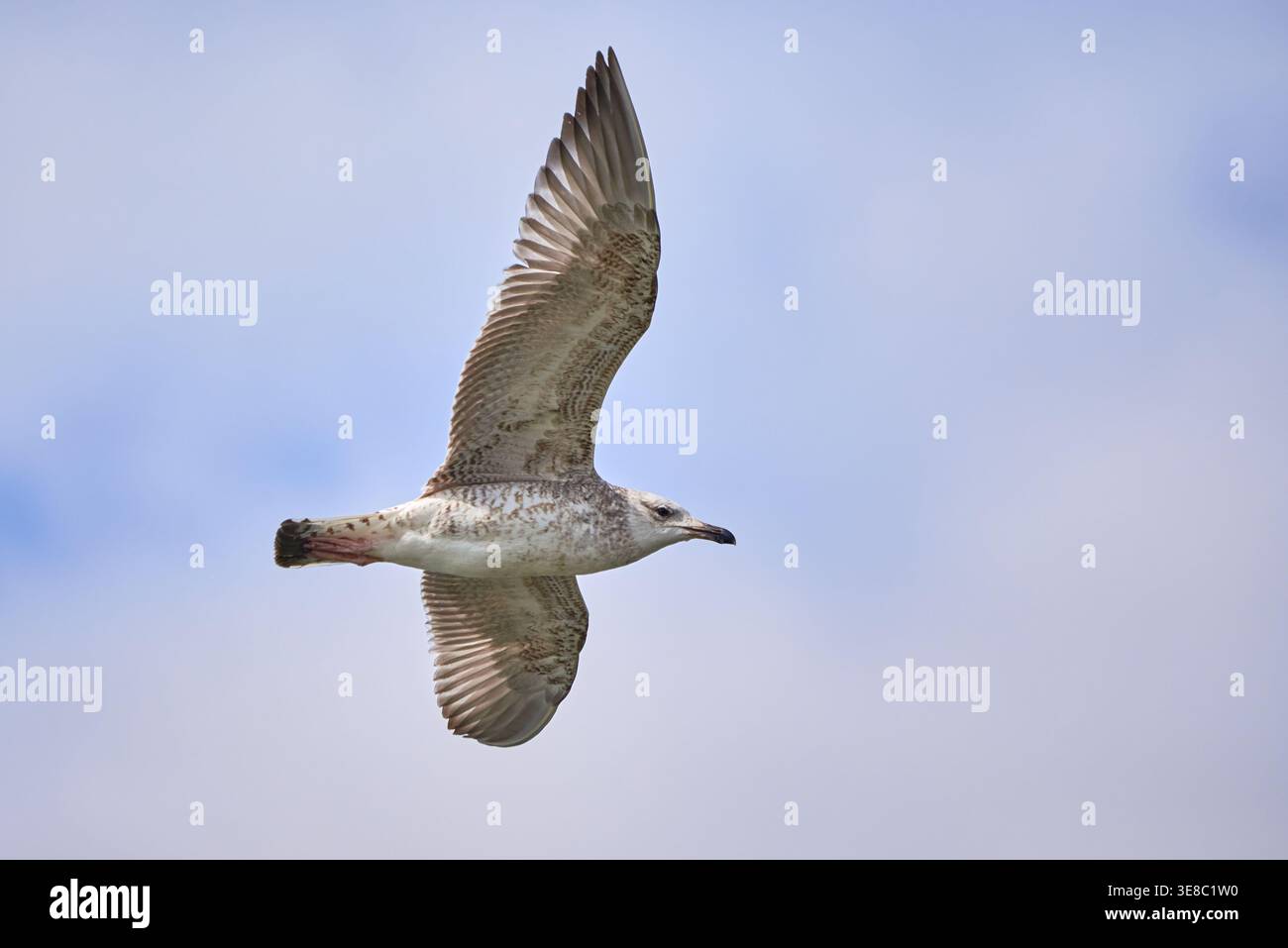 Gabbiano di aringa europeo in volo (Larus argentatus) Foto Stock