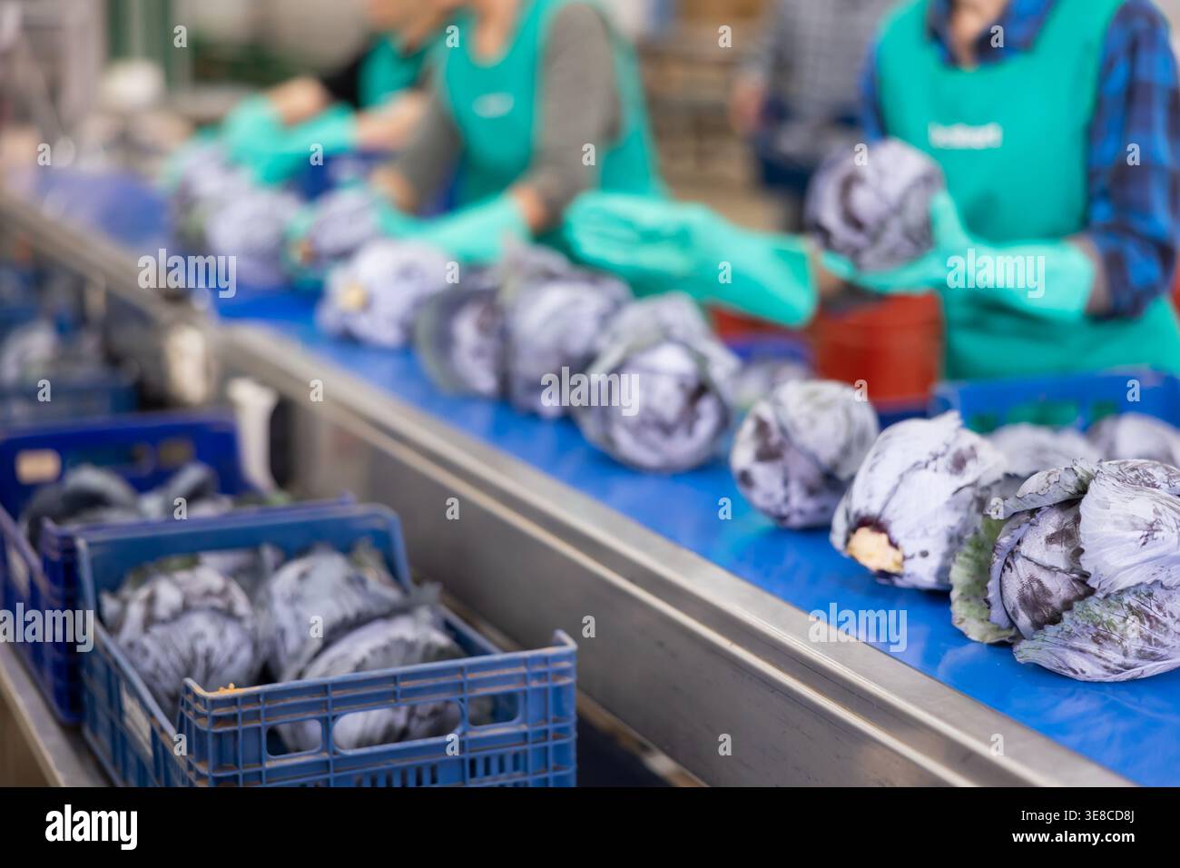 Cavoli rossi che corrono su nastro trasportatore della linea di smistamento in azienda agricola Foto Stock