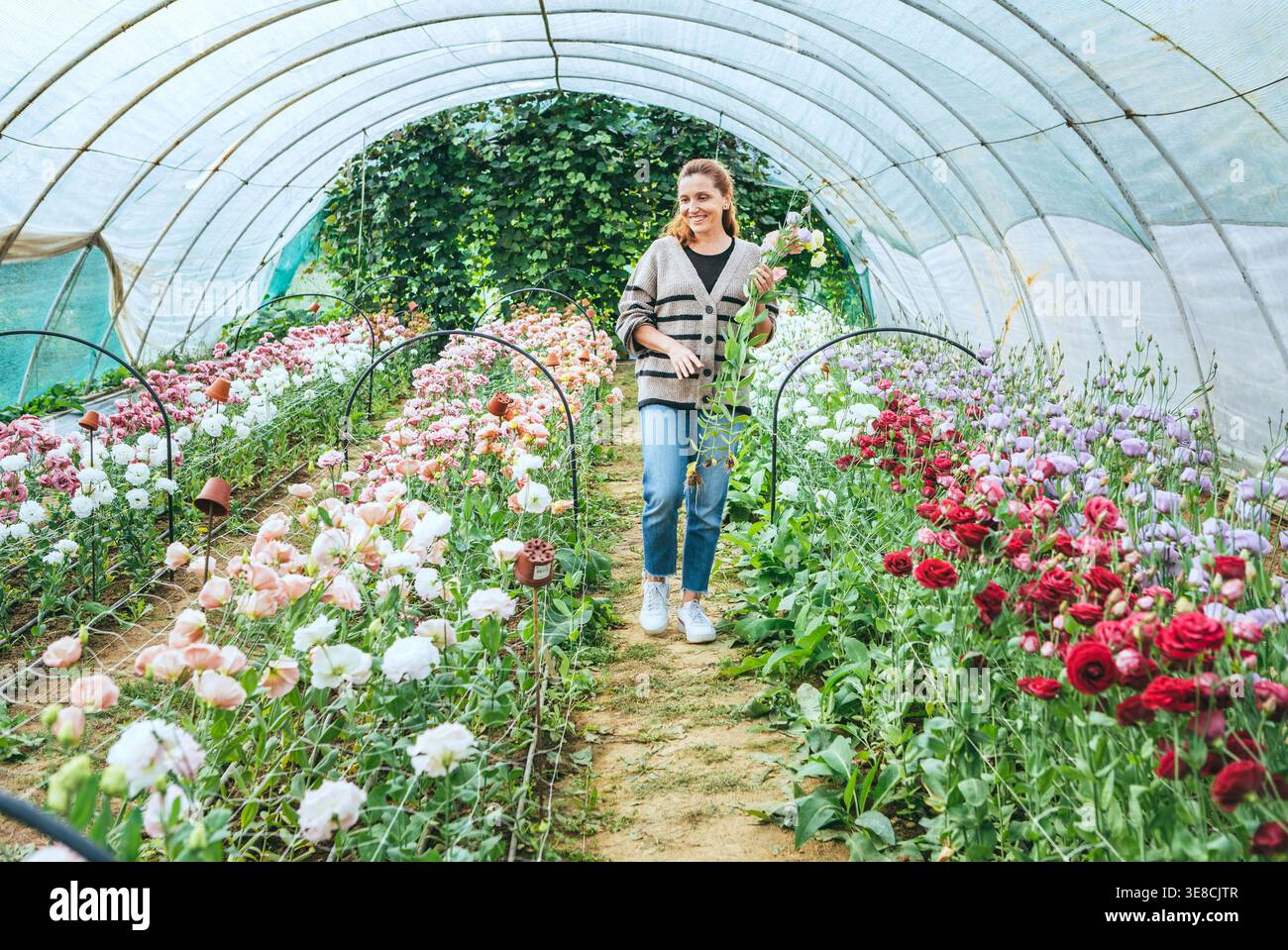 Fiorista donna sorridente in una fattoria di fiori a tunnel poligonale che tiene un fresco raccolto di eustoma come concetto di coltivazione floreale sostenibile locale e felice piccolo bu Foto Stock