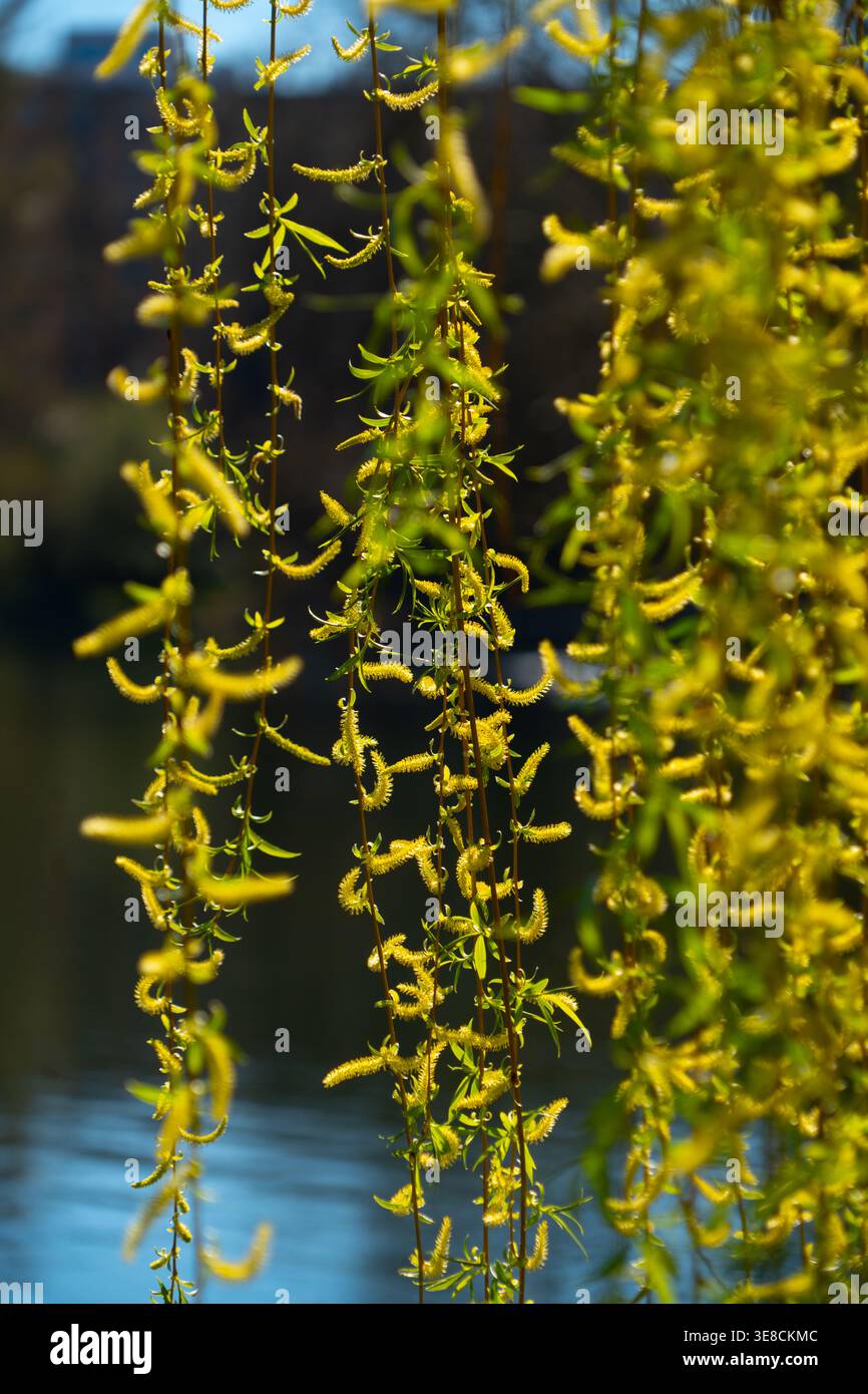 Bacchette di balsamo piangenti retroilluminati dalla luce del sole, fiume oltre, crescita fresca, natura, Germania Foto Stock