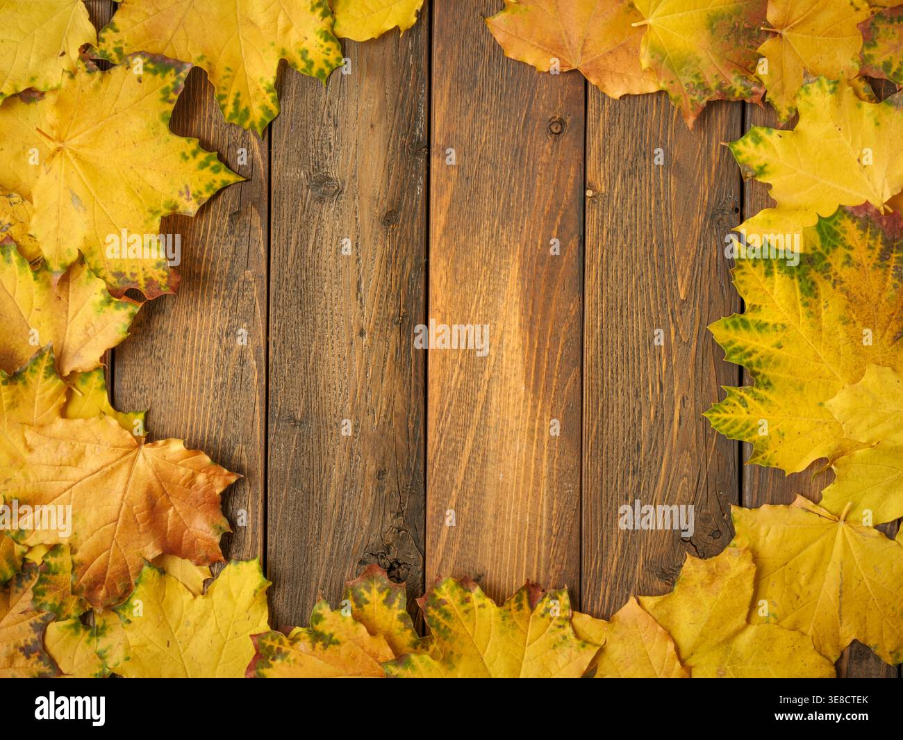 Foglie d'acero giallo oro su tavola in legno rustico marrone. Flatlay in autunno stagionale Foto Stock