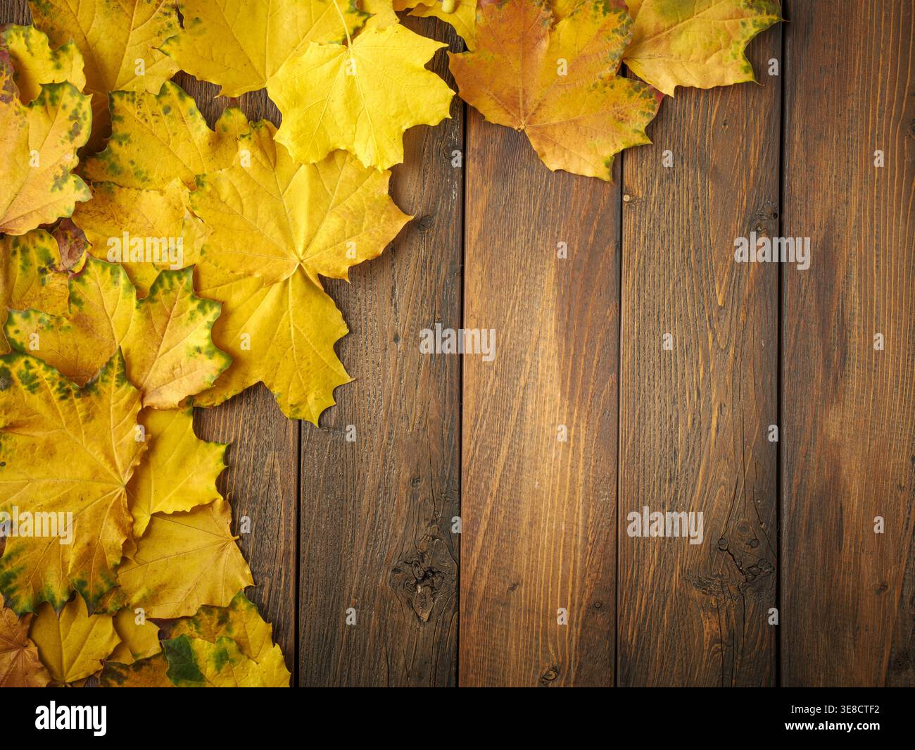 Foglie d'acero giallo oro su tavola in legno rustico marrone. Flatlay in autunno stagionale Foto Stock