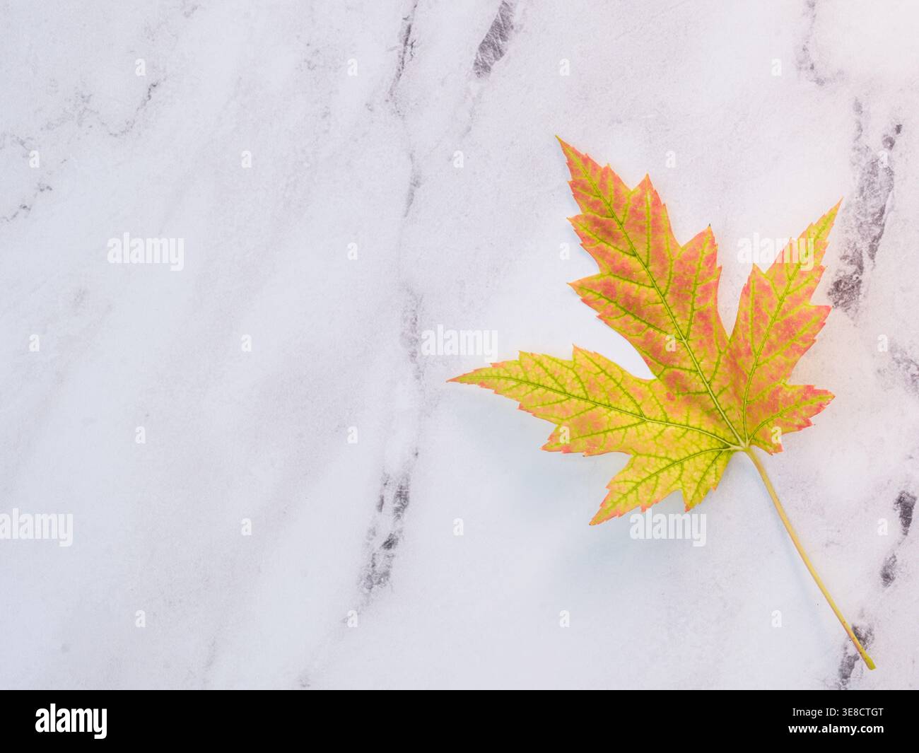 Primo piano in alto in foglia d'acero autunnale e piano cucina in marmo bianco. Spazio per la copia del testo. Luce e ariosa ambientazione autunnale Foto Stock