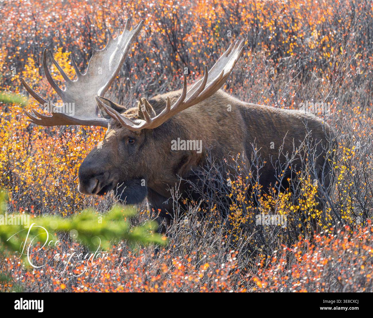Bull Moose nel Parco Nazionale di Denali Foto Stock