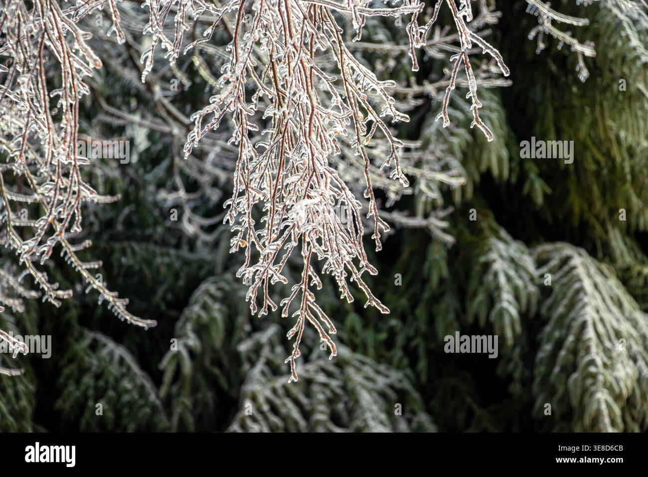 Primo piano di delicati rami ricoperti di ghiaccio e aghi smerigliati su alberi sempreverdi scintillanti alla luce del sole invernale nella parte settentrionale dello stato di New York. Foto Stock