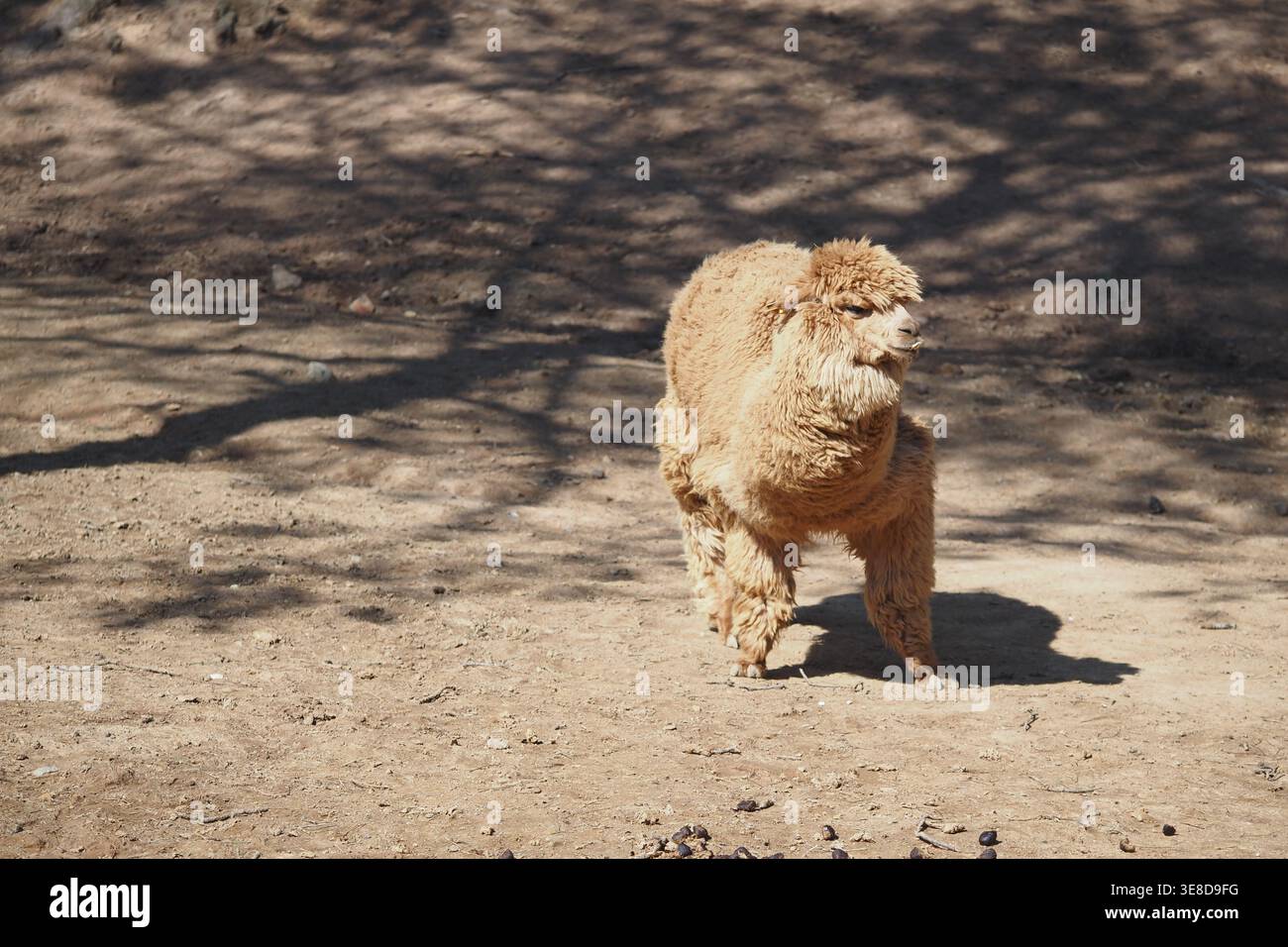 Alpaca che cammina su terreni asciutti con il sole Foto Stock