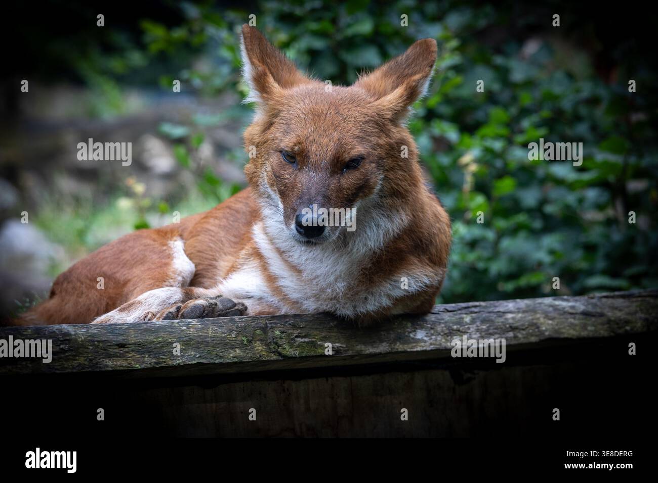 Cane selvatico a riposo: Un dhole bruno-rossastro (cane selvatico asiatico) giace su un tronco. Foto Stock