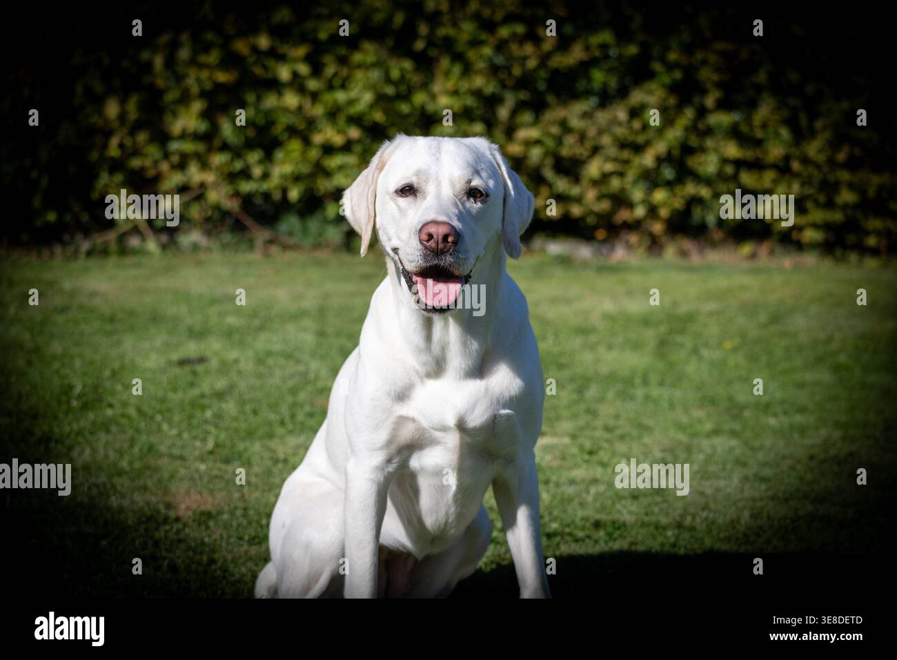 Labrador seduto: Labrador Retriever bianco o giallo su un prato verde con la bocca aperta Foto Stock