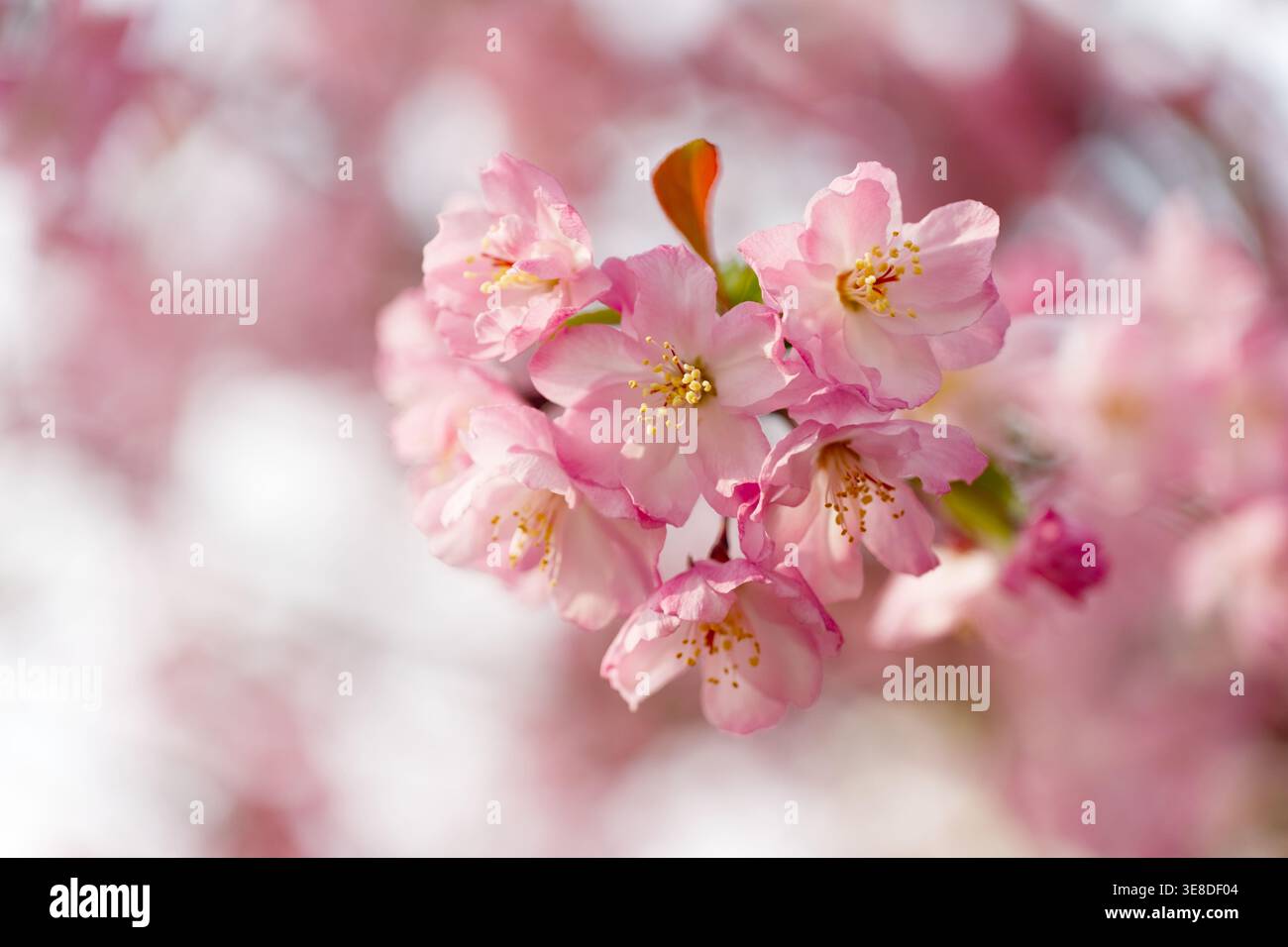 Primo piano in fiore di ciliegio rosa con bokeh morbido, fiori Sakura primaverili e petali delicati Foto Stock
