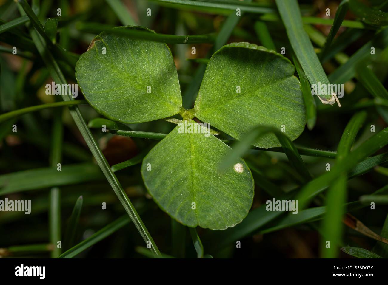 Vista macro dall'alto verso il basso di un classico trifoglio verde (Trifolium repens) che cresce naturalmente all'interno di un prato erboso, con piccola imperfezione bianca Foto Stock
