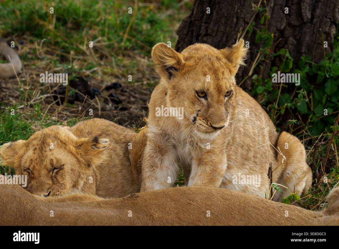 Un primo piano di due cuccioli di leone (Panthera leo) nel loro habitat naturale. Un cucciolo è seduto, guardando verso il basso con un'espressione sonnolenta, mentre l Foto Stock