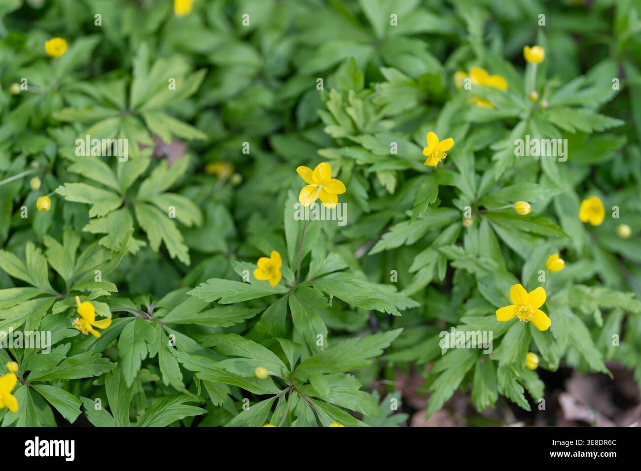 Fiori gialli primaverili illuminati dal sole sul pavimento, una profondità bassa cattura un gruppo di piccole fioriture su un terreno boschivo ondulato, luci calde e ombre tenui Foto Stock