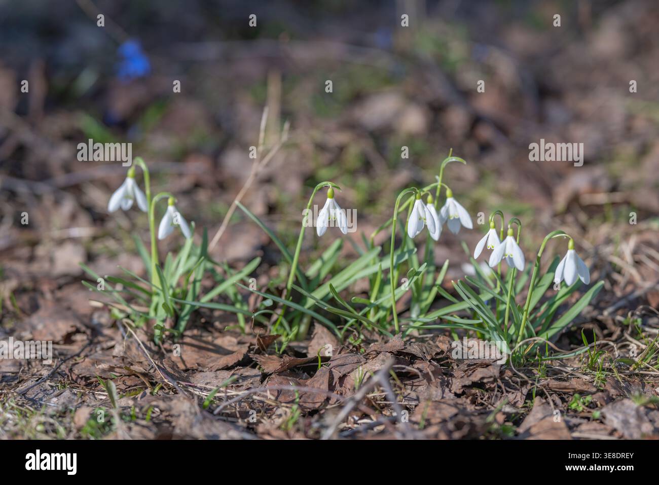 Gocce di neve raggruppate nella luce della primavera vivace gruppo di fiori bianchi pendolari con fogliame verde brillante, ombre nitide, atmosfera stagionale allegra, Foto Stock