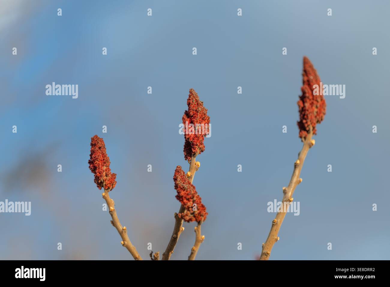 Gruppi di bacche di sumac rosse sui rami contro il cielo azzurro pallido, atmosfera invernale minimalista con steli secchi e teste di semi ruvide, luce naturale soffusa, botan Foto Stock