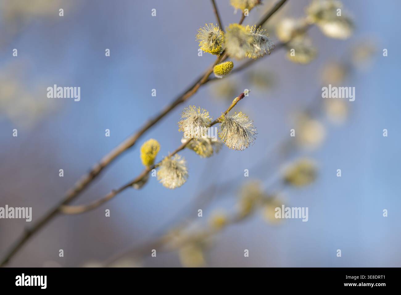 Tenero gruppo di salici in erba a fuoco con gattini inumiditi con pollendule, profondità superficiale e fondo grigio morbido, composizione adatta per la botanica stu Foto Stock