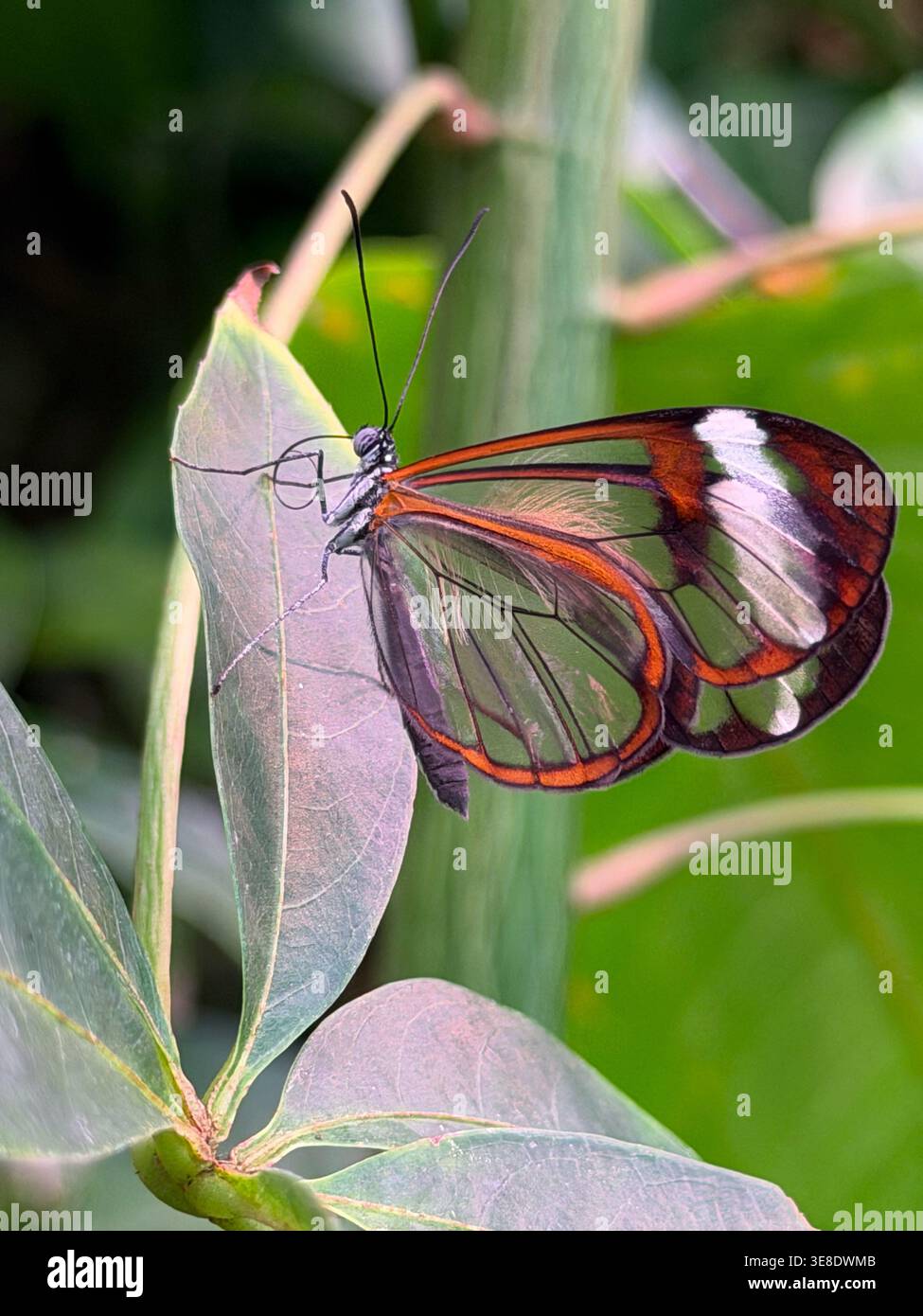 Farfalla Glasswing (Greta oto), nella casa delle farfalle dei giardini botanici, Copenaghen, Danimarca. Foto Stock