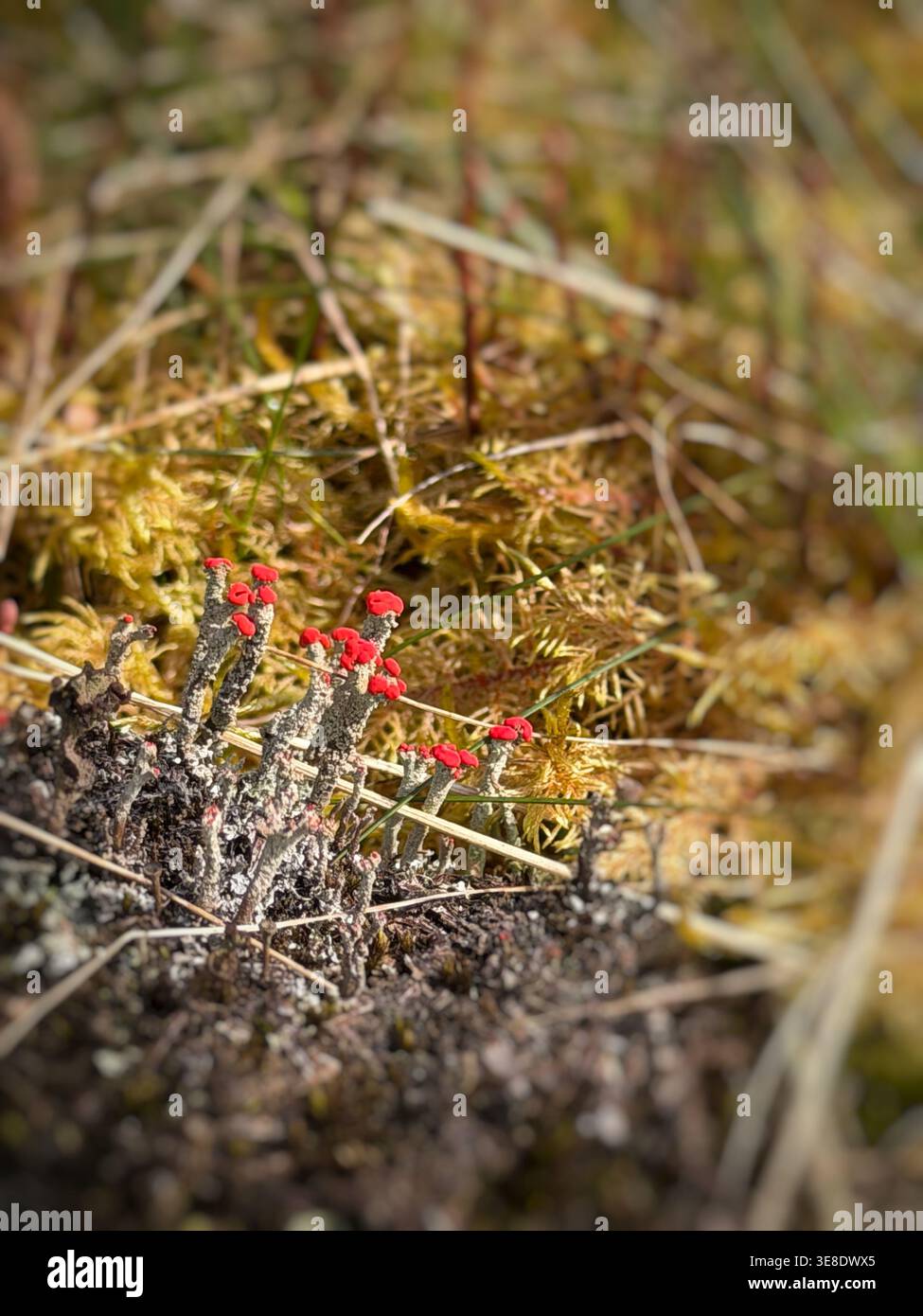 Cladonia SP. Lichene, forse Cladonia cristatella, che cresce su una brughiera umida nel Galles centrale nel Regno Unito Foto Stock