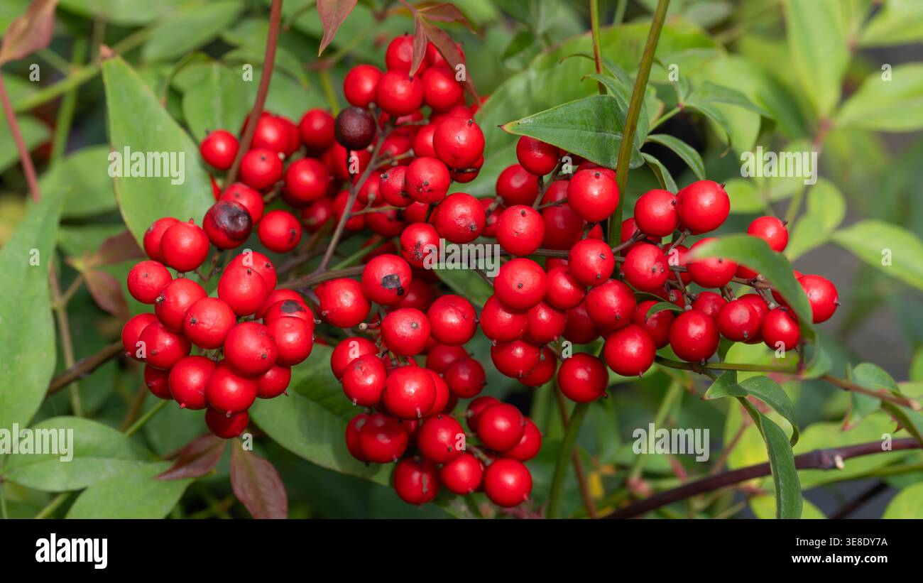 Una foto di bacche rosse vivaci da 16 a 9 Foto Stock