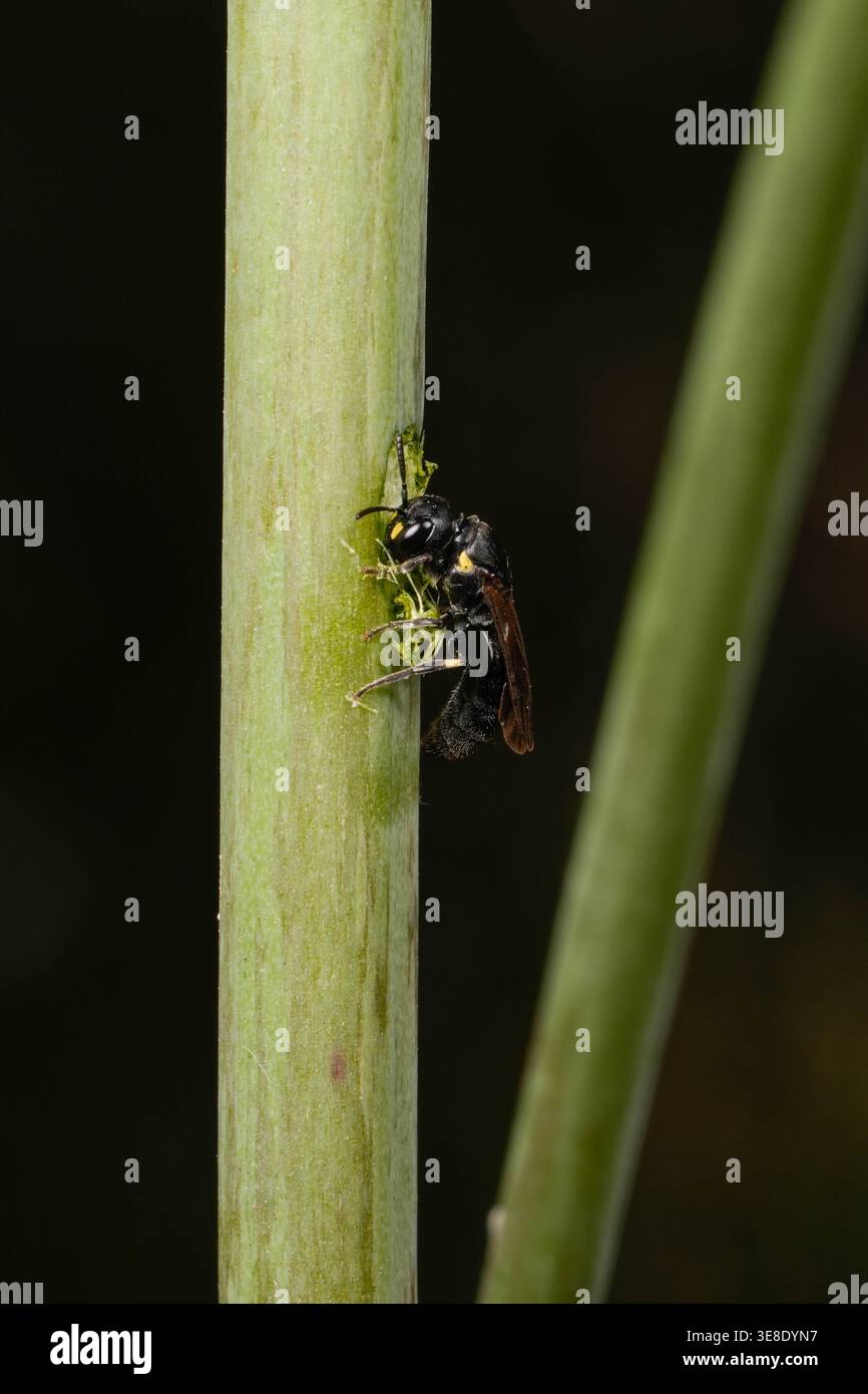 Una femmina di testa quadrata Masked Bee, Hylaeus quadriceps, scavando una camera di covata in uno stelo di Trachymene composita. Foto Stock