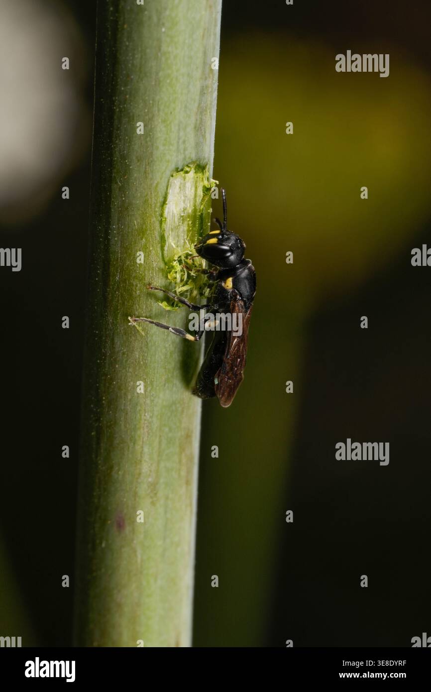 Una femmina di testa quadrata Masked Bee, Hylaeus quadriceps, scavando una camera di covata in uno stelo di Trachymene composita. Foto Stock
