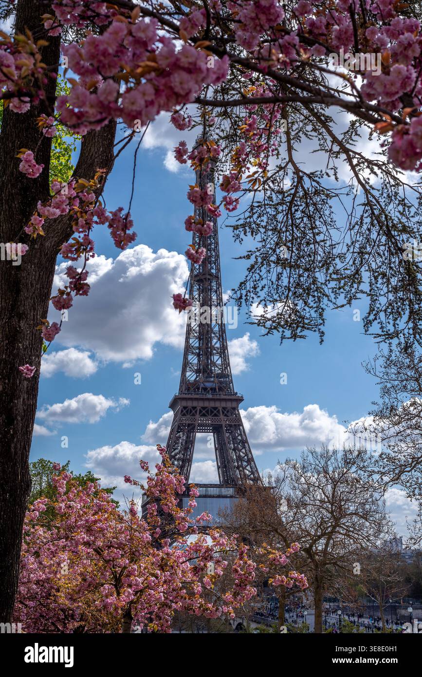 Parigi, Francia, 03.29.2026. Bellissimo fiore di ciliegio giapponese con sullo sfondo la Torre Eiffel Foto Stock