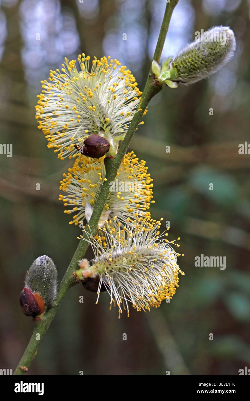 Pussy Willow Grappenhall Primavera Foto Stock
