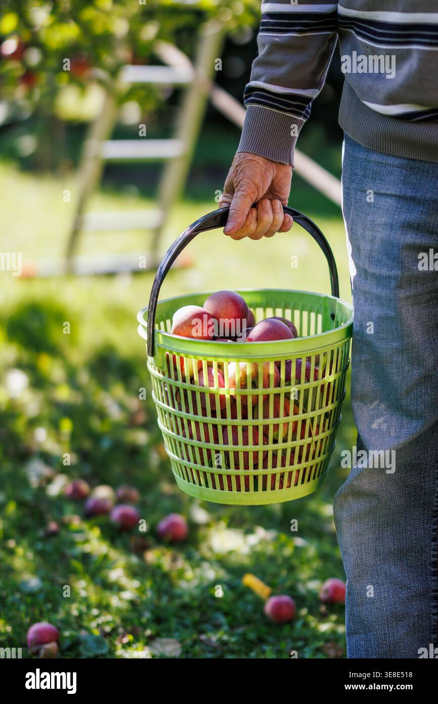 Raccolto di mele. Uomo anziano che tiene un cesto con mele rosse in giardino Foto Stock