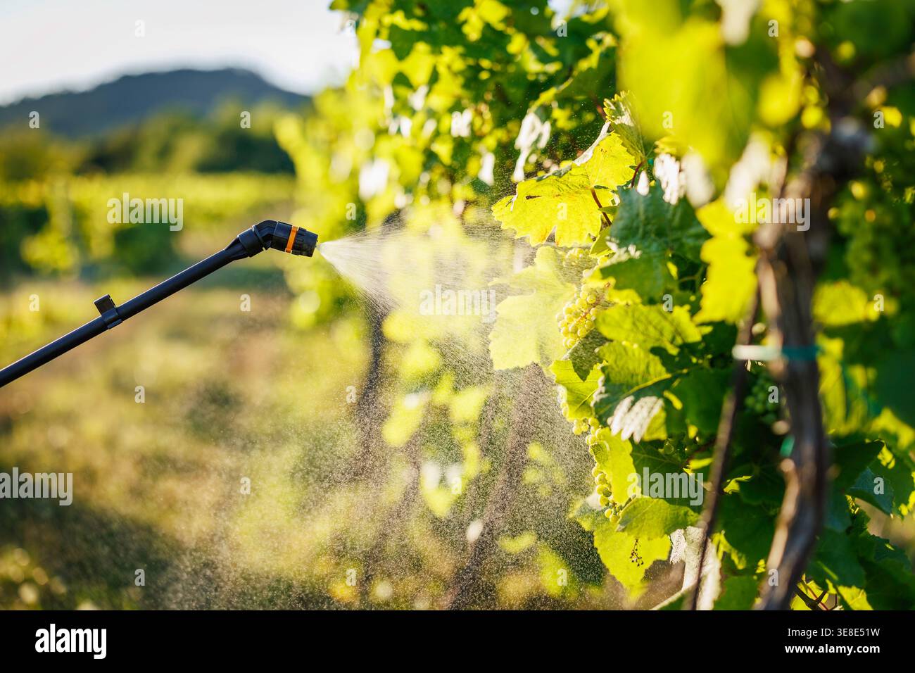 Primo piano della bacchetta spray a pressione e della nebbia applicata al fogliame verde del vigneto. Applicazione mirata di pesticidi e insetticidi Foto Stock