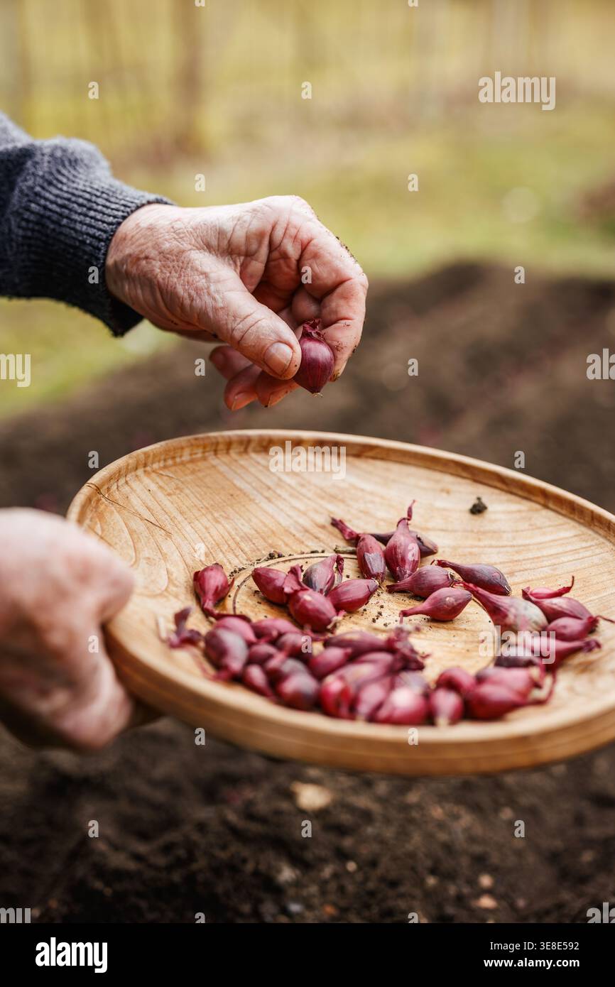 Mano dell'agricoltore che tiene piantine di cipolle spagnole. Piantare cipolla rossa nell'orto biologico Foto Stock