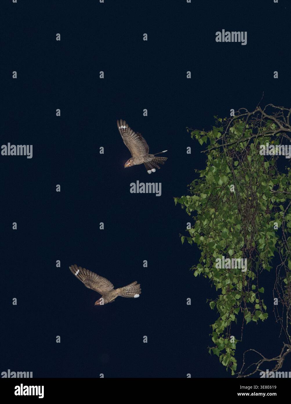 Nightjars Caprimulgus europaeus che mostra Pirbright Common Surrey Foto Stock