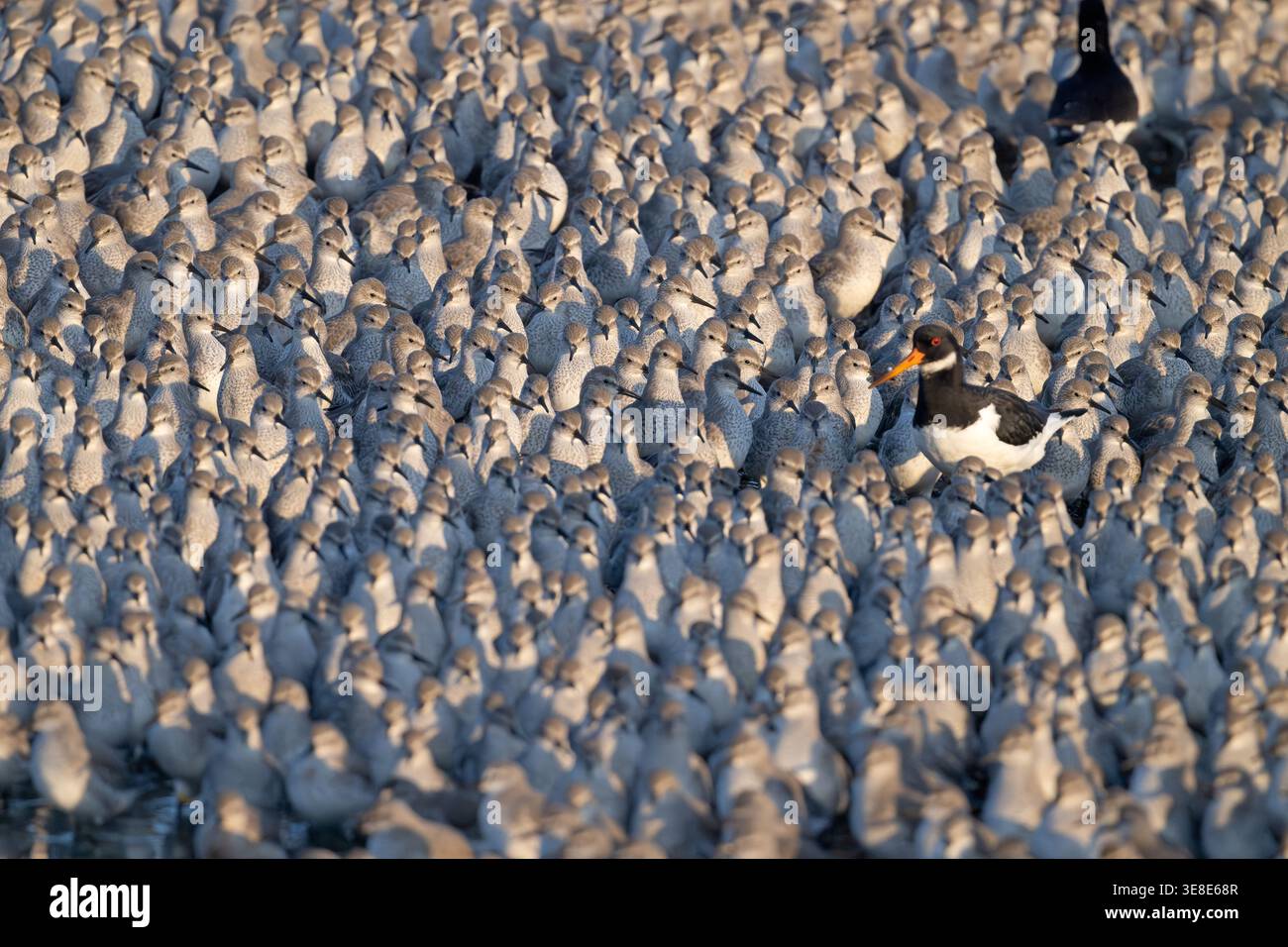 Murazione di Red Knot nel mese di ottobre spettacolare con un oystercatcher RSPB Snettisham Norfolk Foto Stock