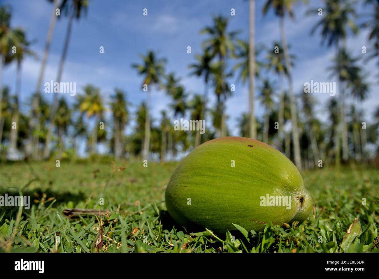 Cocco verde fresco caduto sull'erba nella piantagione tropicale Foto Stock