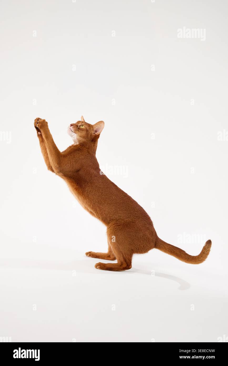 Il gatto abissino bilancia le zampe posteriori con le gambe anteriori in aria. Il movimento suggerisce un comportamento di riproduzione degli avvisi. Foto Stock