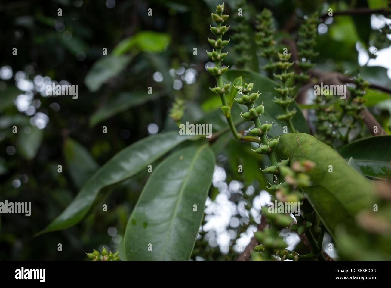 Melinjo, Gnetum gnemon frutti giovani sull'albero, fuoco poco profondo. Foto Stock