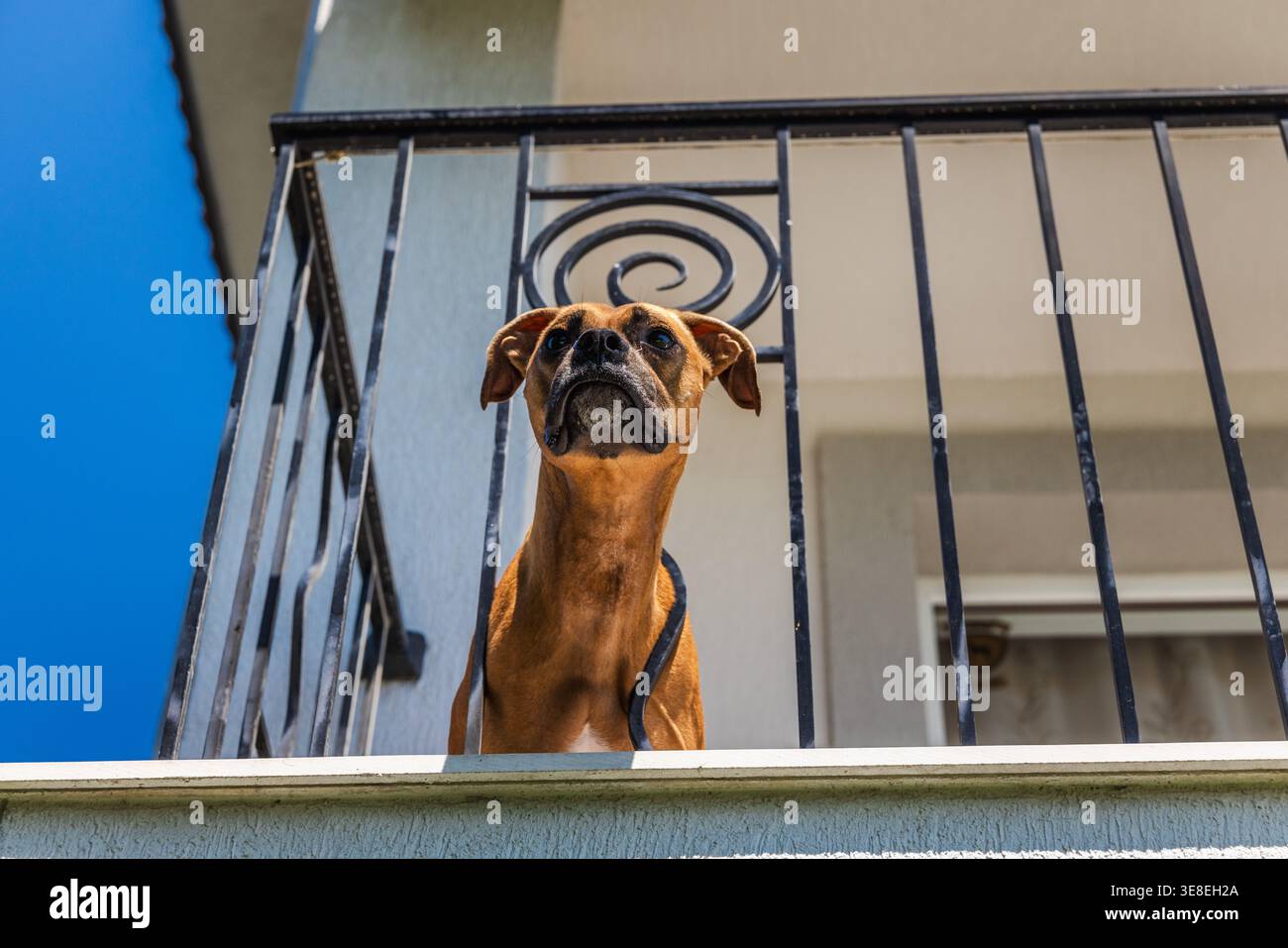 Cane tedesco Boxer che guarda in basso dalla ringhiera del balcone all'aperto in un ambiente residenziale soleggiato Foto Stock
