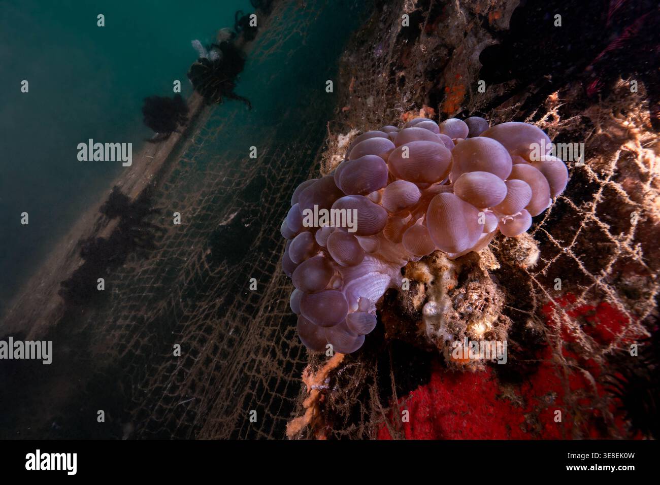 Bolla i coralli con le reti da pesca Foto Stock