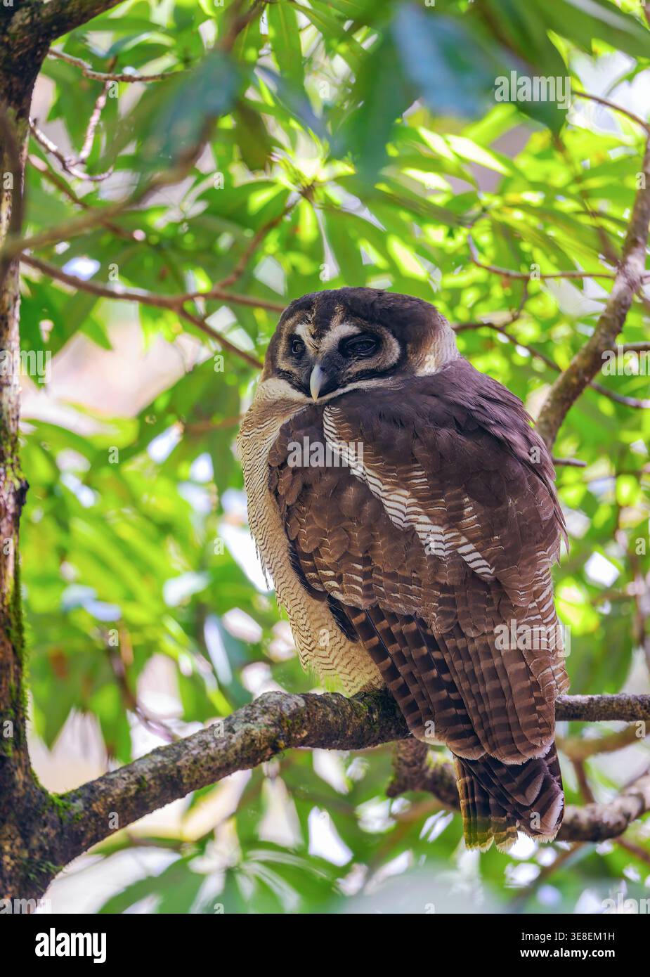 Gufo di legno marrone (Strix leptogrammica) di Pangot, Uttarakhand, India. Foto Stock