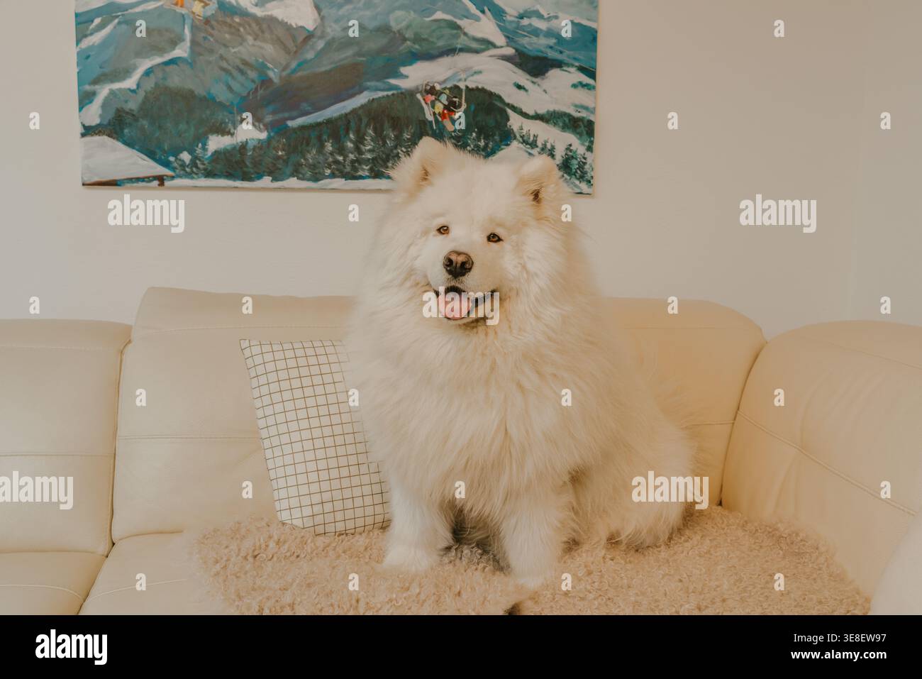 Morbido cane samoiato seduto comodamente su un divano di colore chiaro in un ambiente accogliente Foto Stock