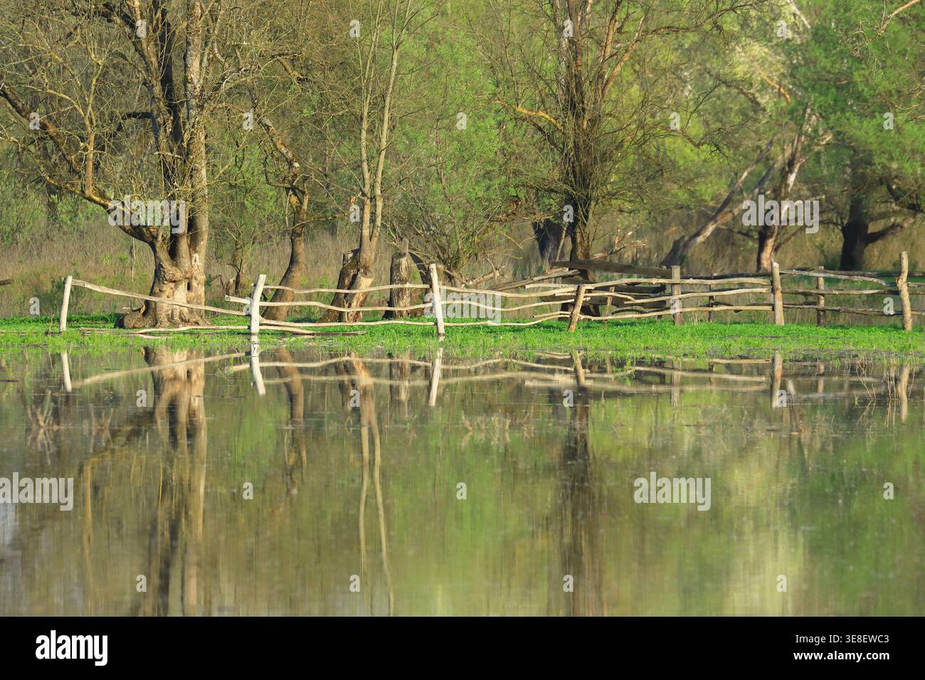 Alluvione nel campo, Parco naturale Lonjsko polje, Croazia Foto Stock