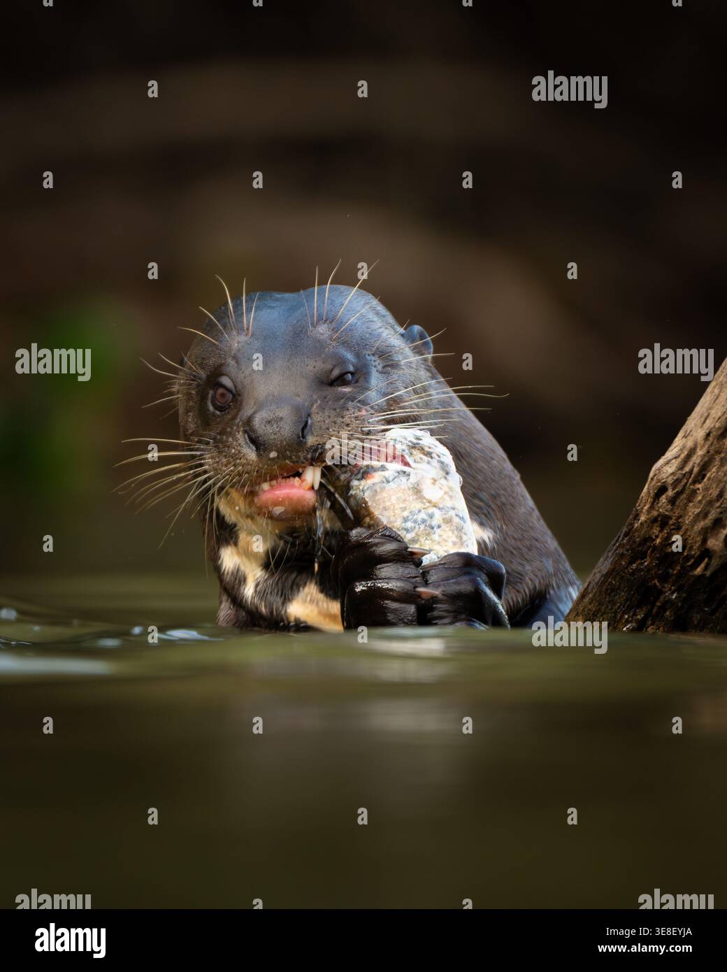 Una Otter gigante che mangia un pesce nel Pantanal Foto Stock