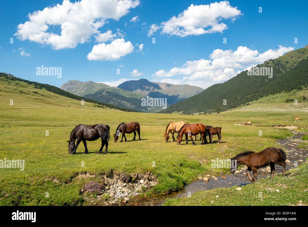 Gruppo di cavalli che pascolano sull'altopiano di Pla de Beret, Lerida, Catalogna, Spagna Foto Stock