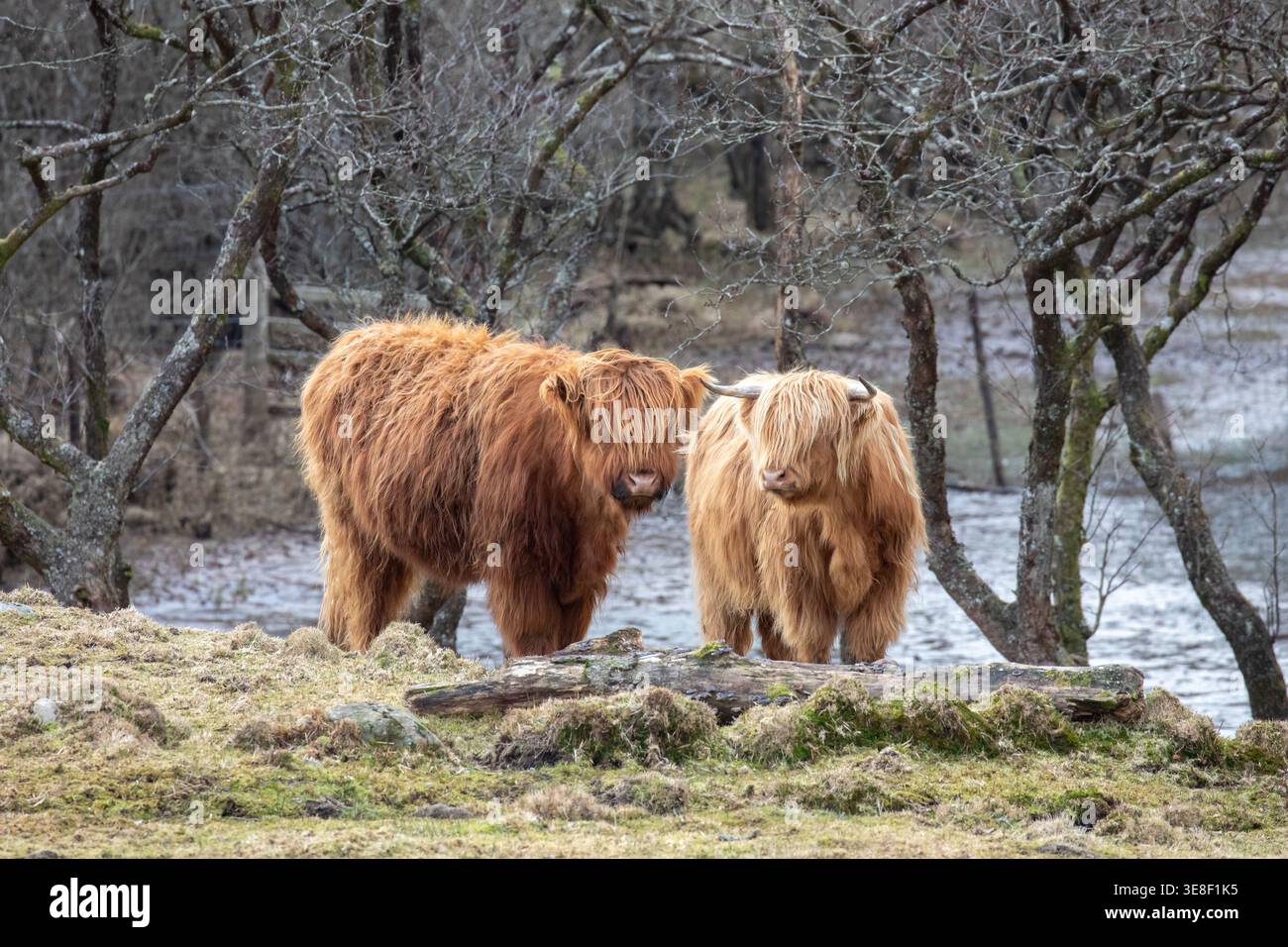 Due vacche delle Highland in un campo vicino a Loch Awe, Argyll e Bute, Scottish Highlands, Scozia, Regno Unito Foto Stock