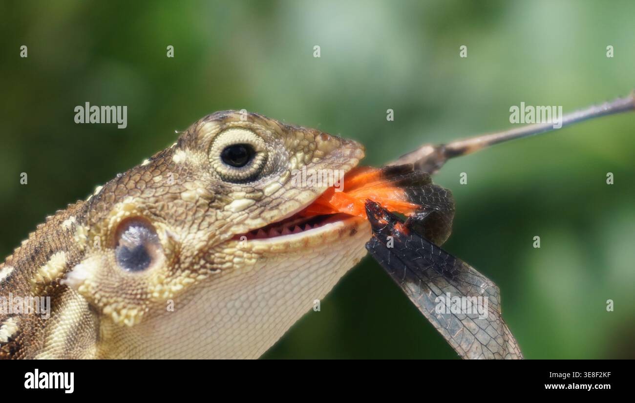Primo piano macro estremo di una lucertola di Agama di roccia dalla testa rossa che mangia una farfalla nella savana africana. Foto Stock