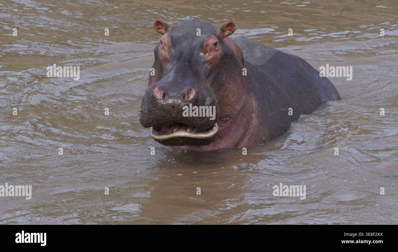 Un ippopotamo comune sommerso in un fiume guardando direttamente la macchina fotografica nella savana africana. Foto Stock
