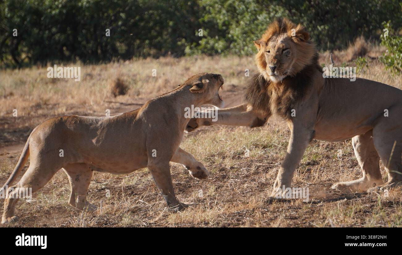 Un leone africano maschio e una leonessa che si impegnano in un comportamento sociale aggressivo con ruggenti e zampe sulla savana. Foto Stock