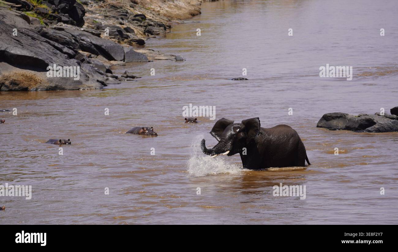Un giovane toro di elefante africano che si carica attraverso un fiume e spruzza acqua su un gruppo di ippopotami. Foto Stock